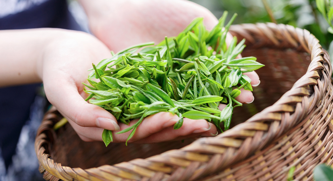 Zeleny caj najzdravsi napoj